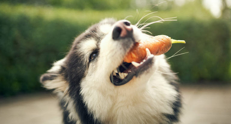 Så gör du om något fastnar i din hunds mun