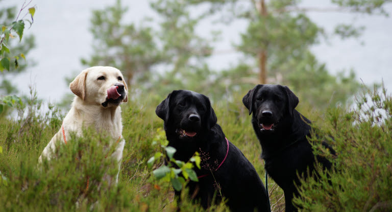 Tre labradorer sitter i skogen. 