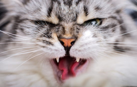 katt sår på benet katt sår på benet