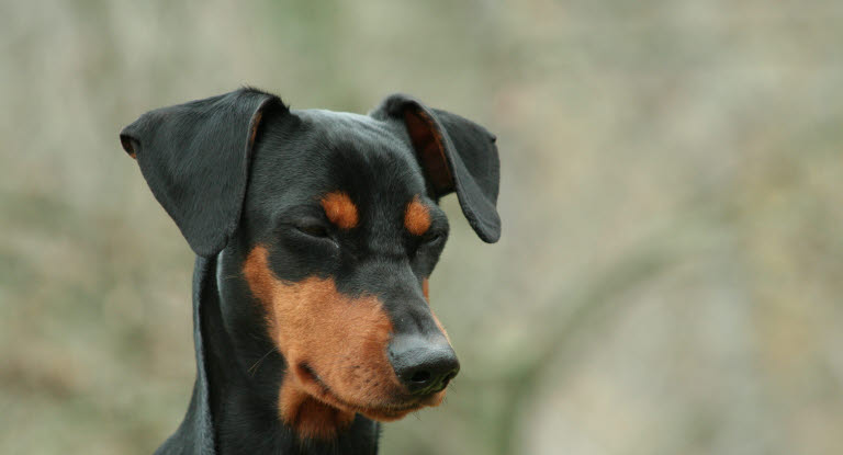 Hund med xylitol- och vindruve-/russinförgiftning - Djurförsäkring