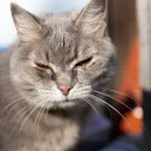 Katt med rinnande ögon.