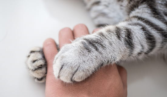 katt astma kostnad