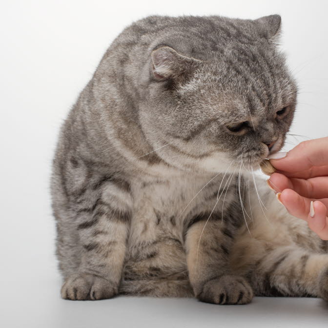 Om P-Piller inom området Katt - Agria Djurförsäkring