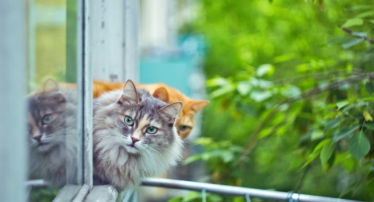 Två katter som kollar ut genom ett fönster.