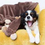 Cavalier king charles.