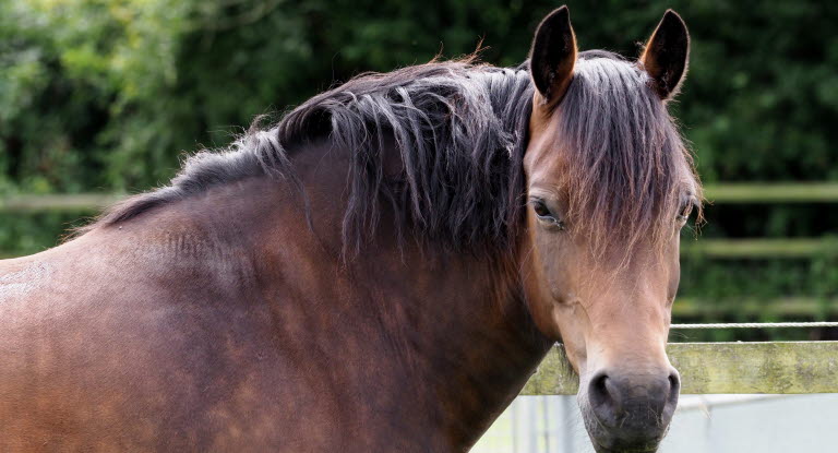 Bild på överviktig häst i hage.