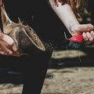 Kratsa ur hästens hov dagligen och kolla om det fastnat något främmade föremål i den.