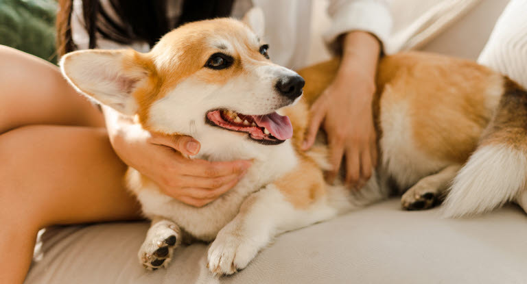 Kvinna känner igenom sin hund för att upptäcka förstorade lymfkörtlar i tid