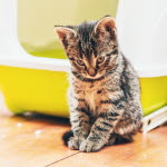 Katt som inte vill kissa på kattlådan.