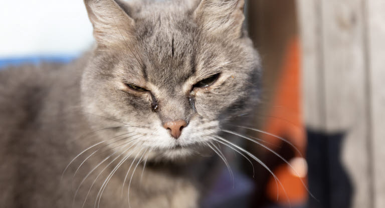 Katt med rinnande ögon.