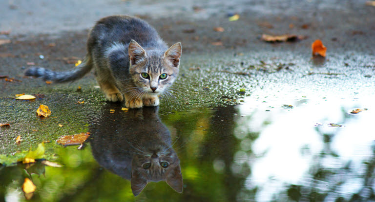 Hemlös katt som speglar sig i vattenpöl.
