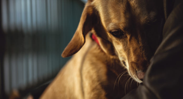 Förhöjda levervärden hos hund kan vara ett tecken på att levern är påverkad av en sjukdom, skada eller annan underliggande problematik.