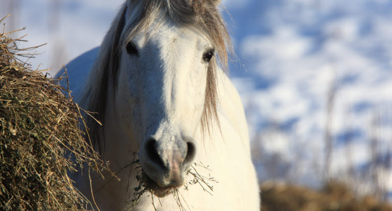 Vilka mineraler och vitaminer får hästar i sig när de äter?