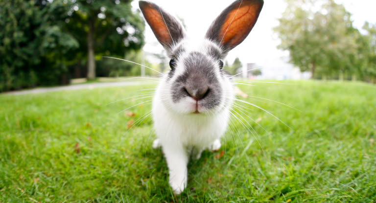 Kanin är det populäraste sällskapsdjuret i Sverige.