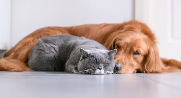 Hund och katt vilar på golvet.