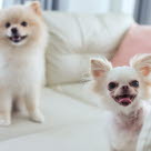 Pomeranian och chihuahua, två små hundraser.