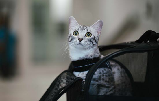 Katt - sidan för dig som älskar katter. - Agria Djurförsäkring