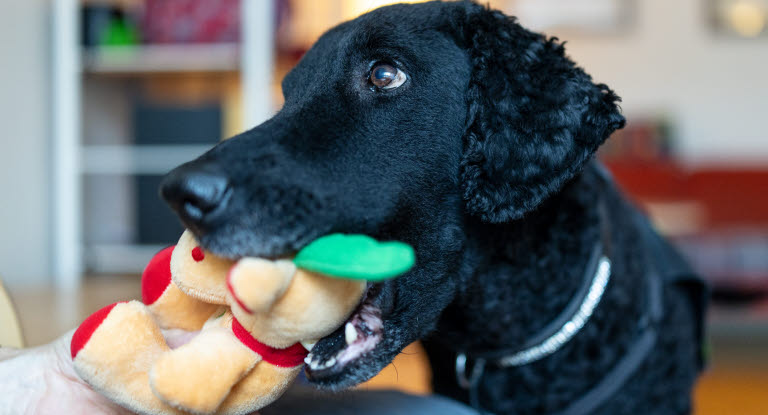 Stina är årets tjänstehund 2025