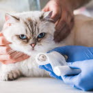 Tassbandage läggs på katt