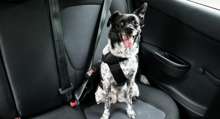 Glad hund i baksätet på bilen är säker med bilbälte.