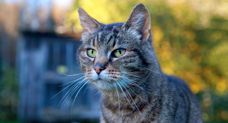 min kattunge har diarre min kattunge har diarre