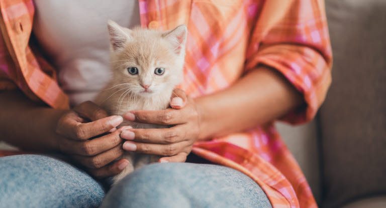 Tips inför köp av katt