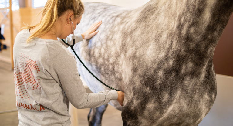 Veterinär undersöker häst.