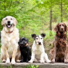 Vilka namn lyssnar de flesta hundar till? Molly och Charlie toppar listan över populära hundnamn.