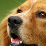 Hund väntar på avmaskningstablett.