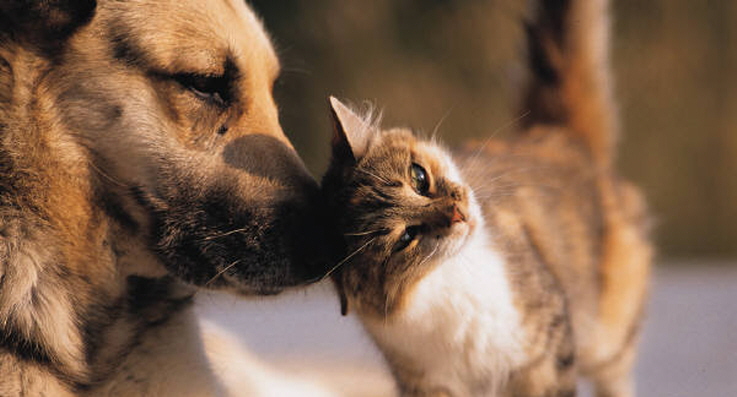 Hund och katt kelar med varandra.