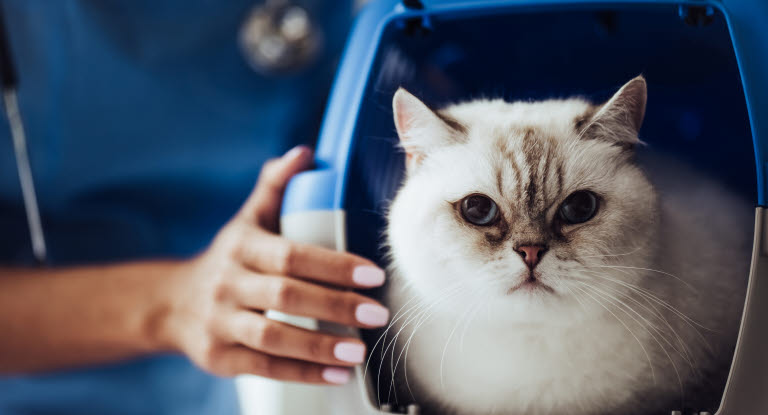 Så får du katten att tycka om transportburen