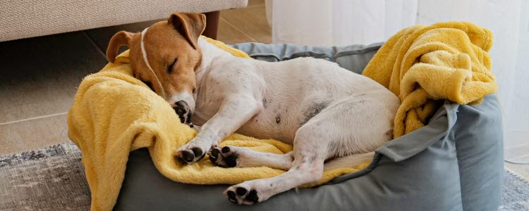 hund sover i bädd