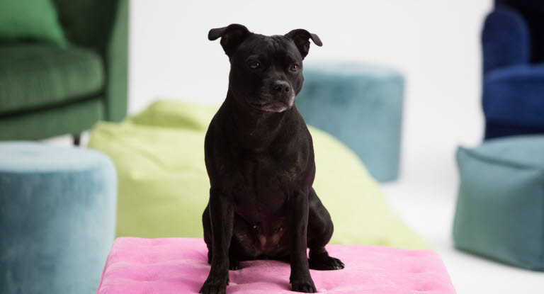 Staffordshire bullterrier (staffe) sitter fint på rosa kudde.