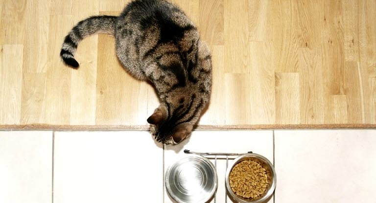 vikt på katt vikt på katt