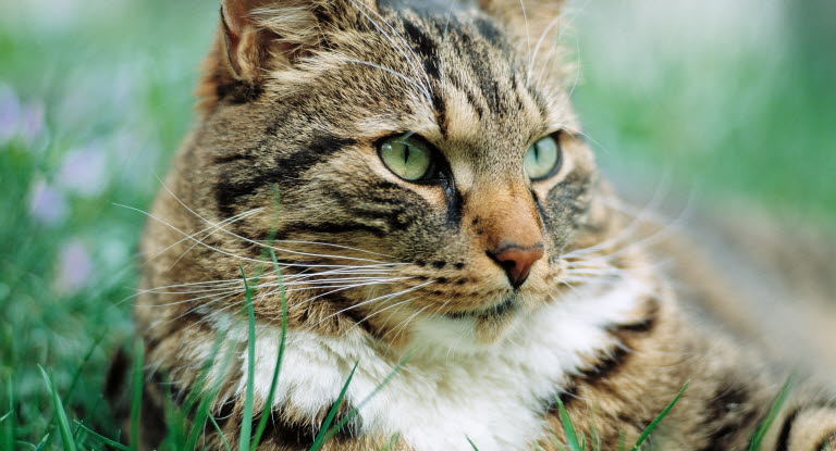 grumliga ögon katt grumliga ögon katt