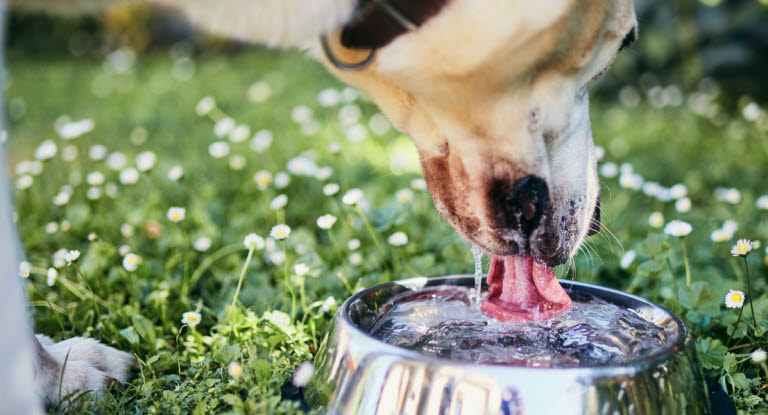 Hund som dricker mycket kan vara ett tecken på sjukdom. 