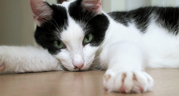hur ofta klippa klor katt hur ofta klippa klor katt