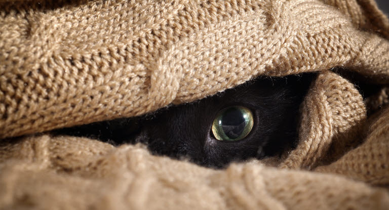 Skotträdd katt som gömmer sig under filt.