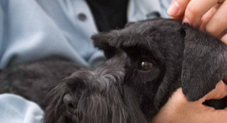 depositum udeladt Tag fat Hund med diabetes - Agria Djurförsäkring