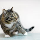 Katt som vinglar till och tappar balansen.