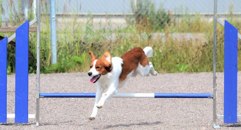 Agility är en populär träningsgren med hund.