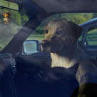 Lämna aldrig hunden i bilen en varm dag.