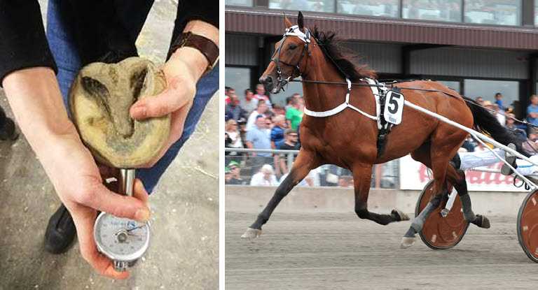 Kollage: Till vänster en hov som mäts med durometer, till höger en travhäst på tävling.