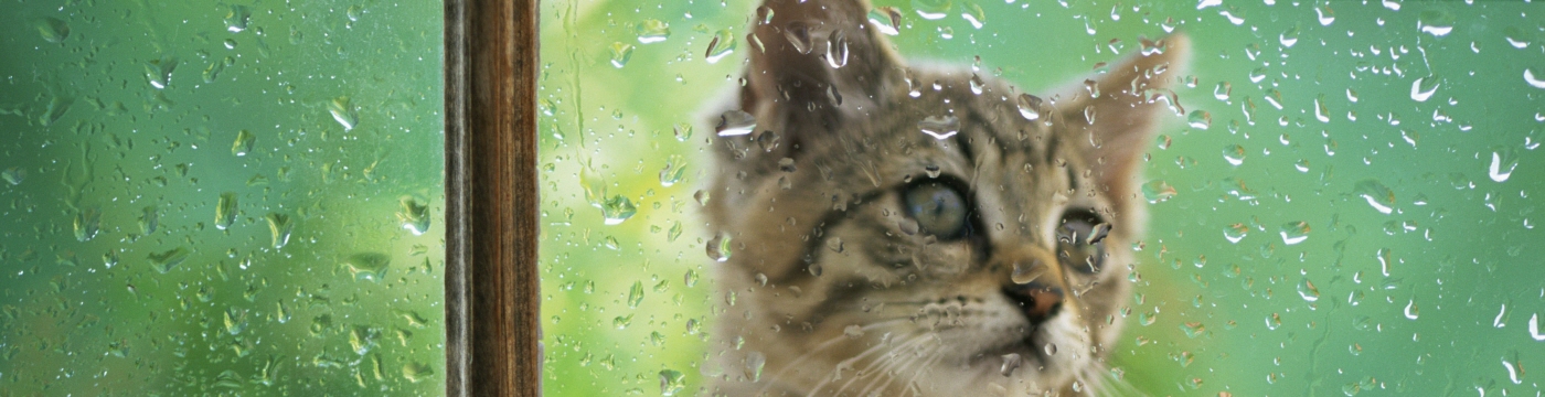 chat eau