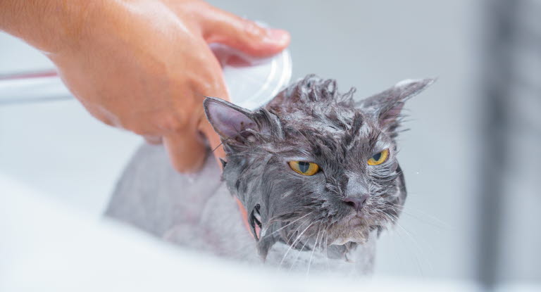 Varför hatar katter vatten?