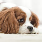 Addisons sjukdom kan ge diffusa symtom som kommer och går