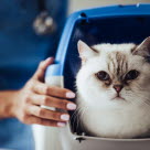 Katt som kissar blod ska träffa veterinär