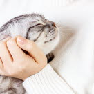 Ta för vana att regelbundet känna igenom din katt.