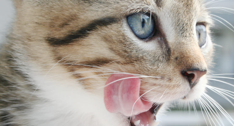 Katters nyfikenhet kan locka dem att nosa och smaka på saker som är både farliga och giftiga. 