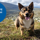 Hund i fjällmiljö bredvid rund illustration med texten "Rådgivning dygnet runt".